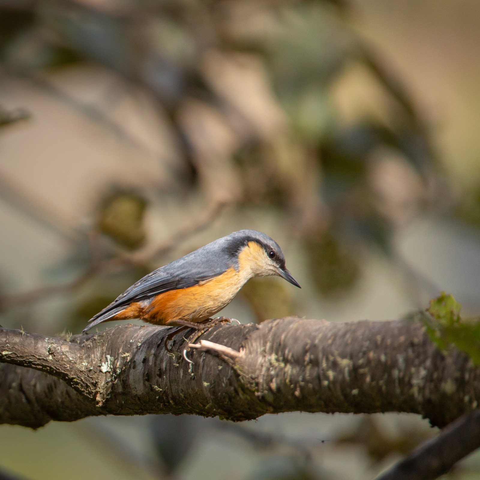 image White-tailed Nuthatch